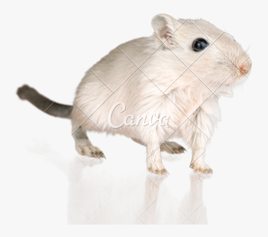 White Photos By Canva Transparent Background - Mouse, HD Png Download, Free Download