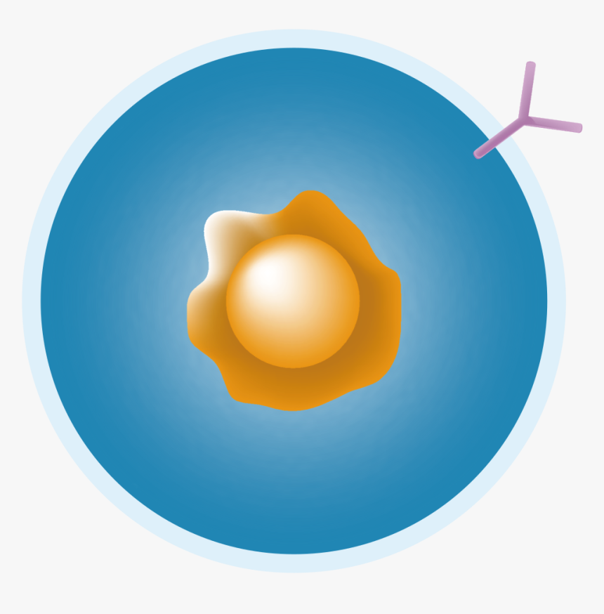 B Cell Png - Circle, Transparent Png, Free Download