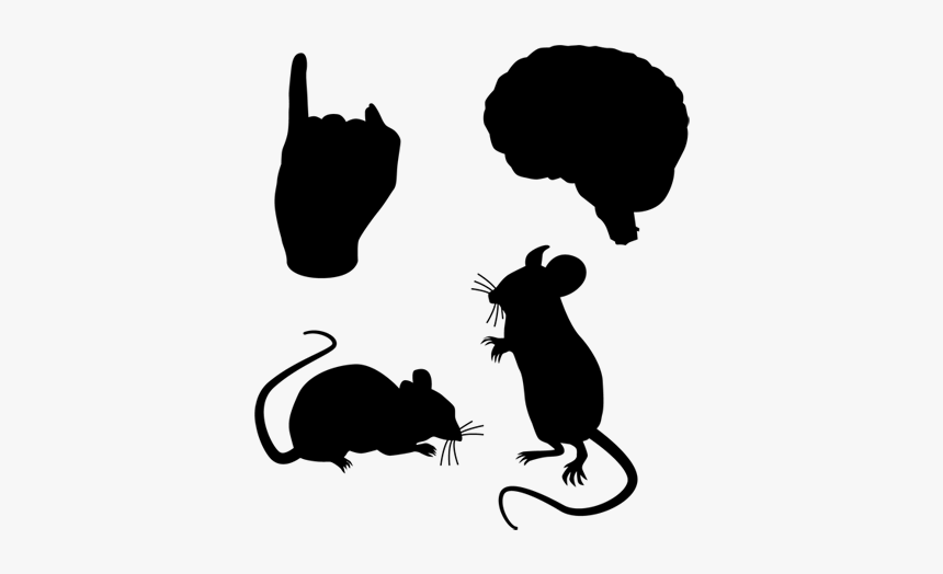 Rat, HD Png Download, Free Download