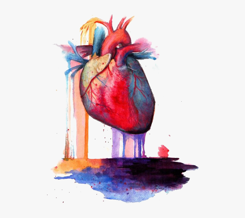 Heart Anatomy Watercolor Painting - Human Heart Painting, HD Png Download, Free Download