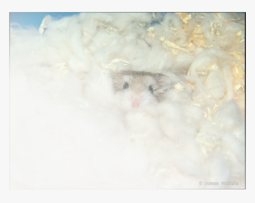 Picture - Robo Dwarf Hamster Bedding, HD Png Download, Free Download