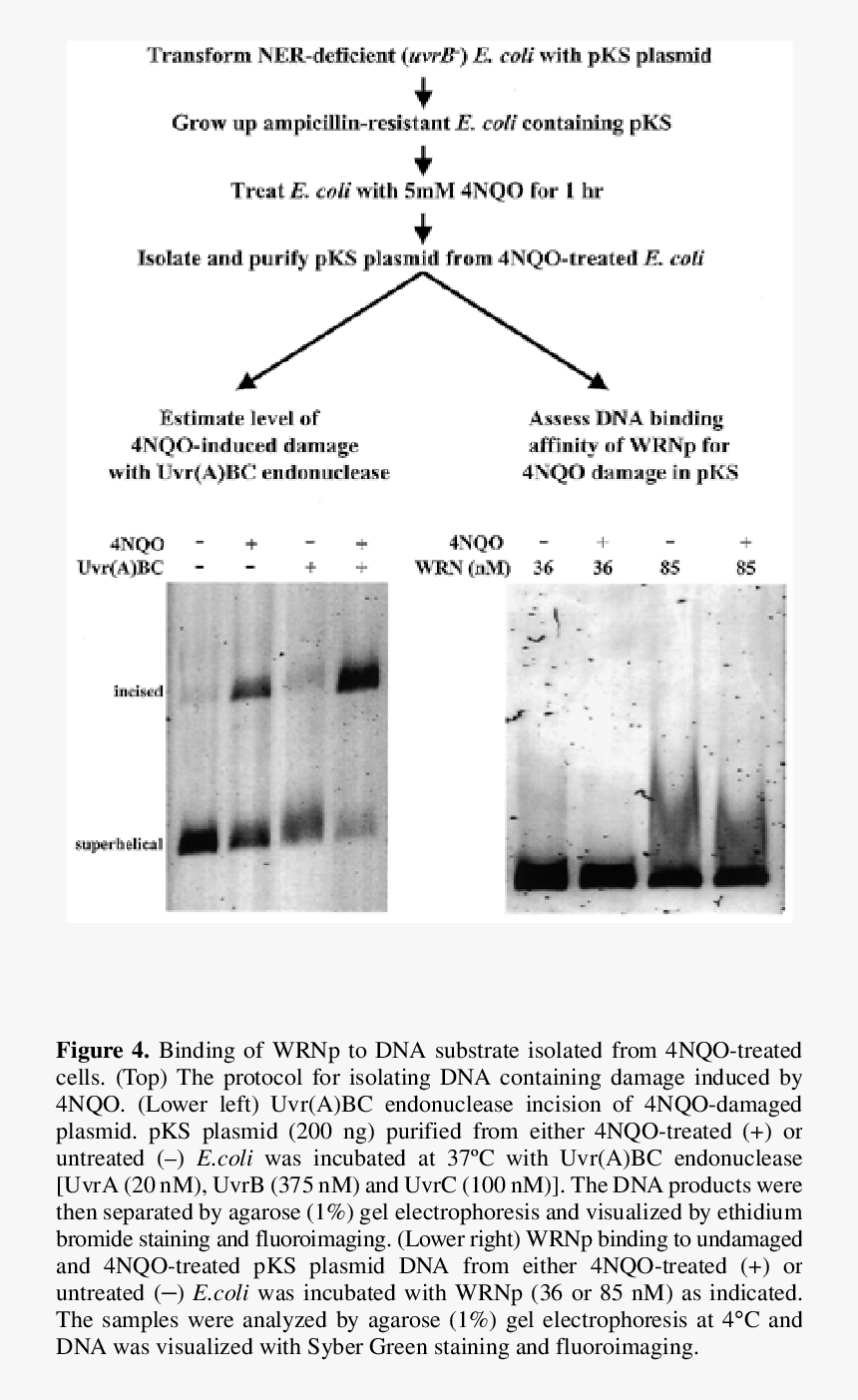 Comparison Of Wrnp Binding Activity On Undamaged And - Architecture, HD Png Download, Free Download