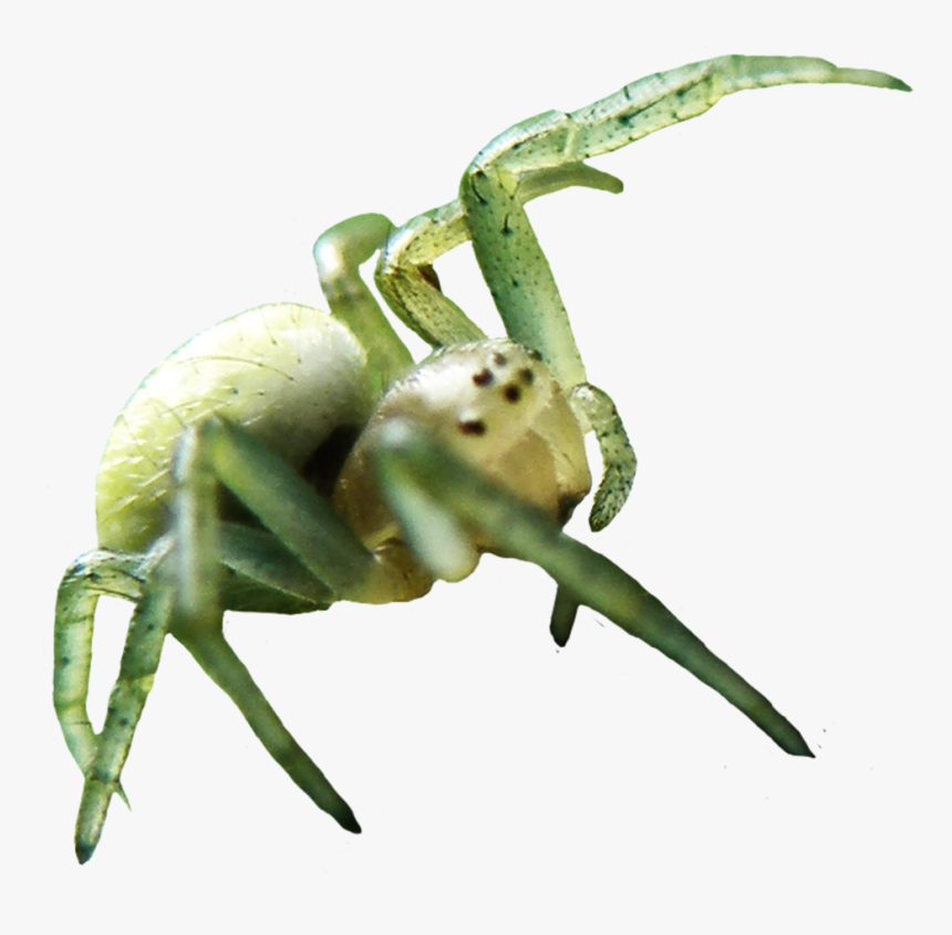 Download Spider Png Image - Spider, Transparent Png, Free Download