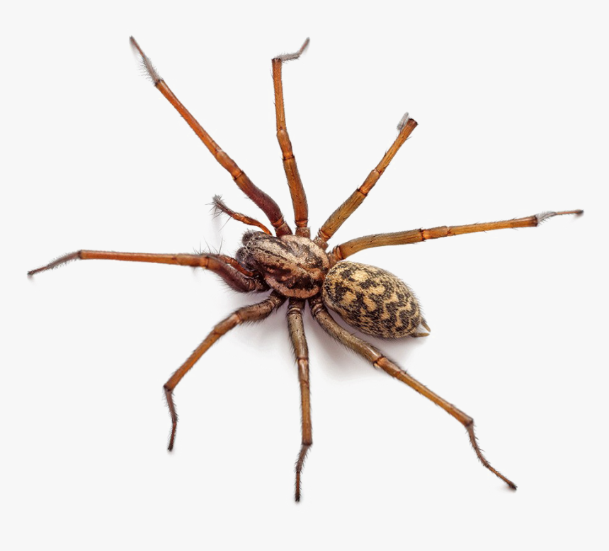 Brown Spider Png Free Download - Stock Photo Of Spider, Transparent Png, Free Download