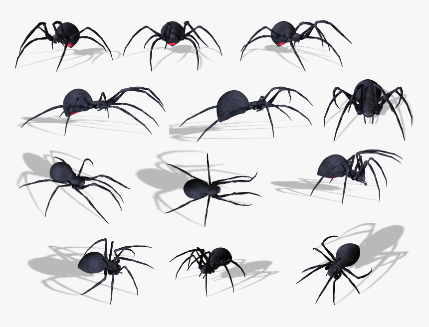 Spider Png Image - Spider, Transparent Png, Free Download