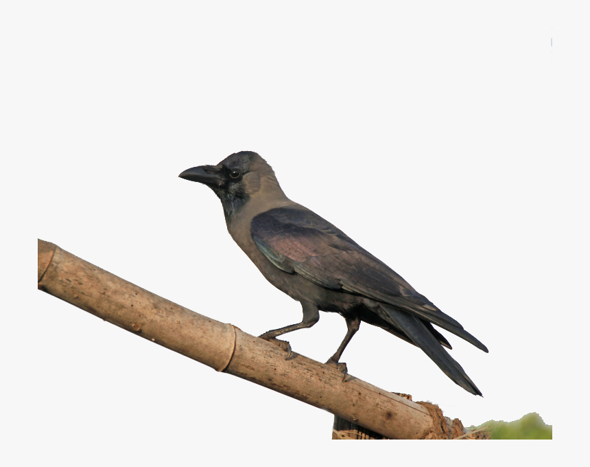 Crow Png Pic - Crow Png, Transparent Png, Free Download