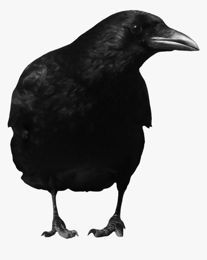 Crow Png, Transparent Png, Free Download