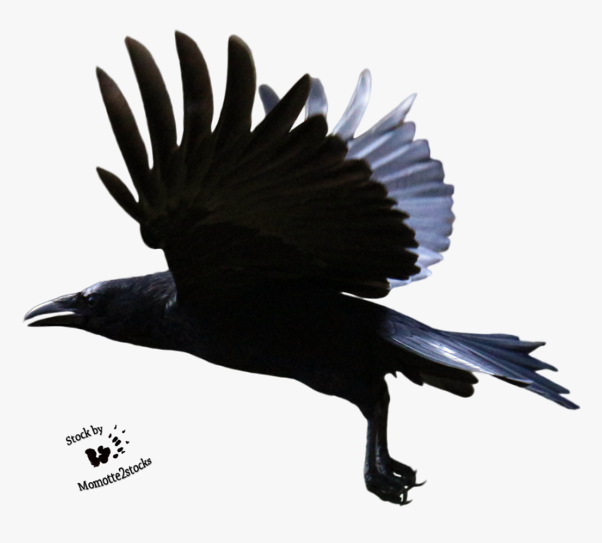 Cut Out Stock Png - Crows Transparent Background Png, Png Download, Free Download
