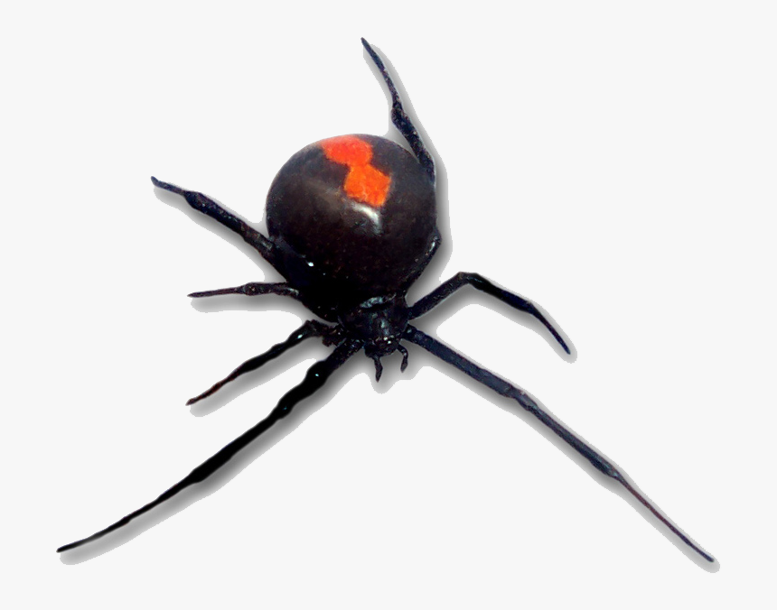 Red Back Spider, HD Png Download, Free Download