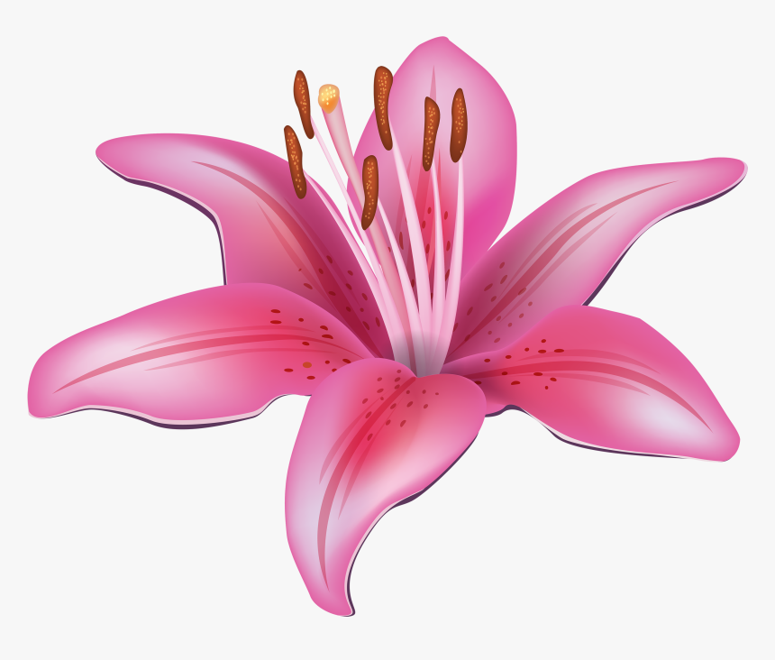 Lily Flower Clip Art Free - Lily Clipart, HD Png Download, Free Download