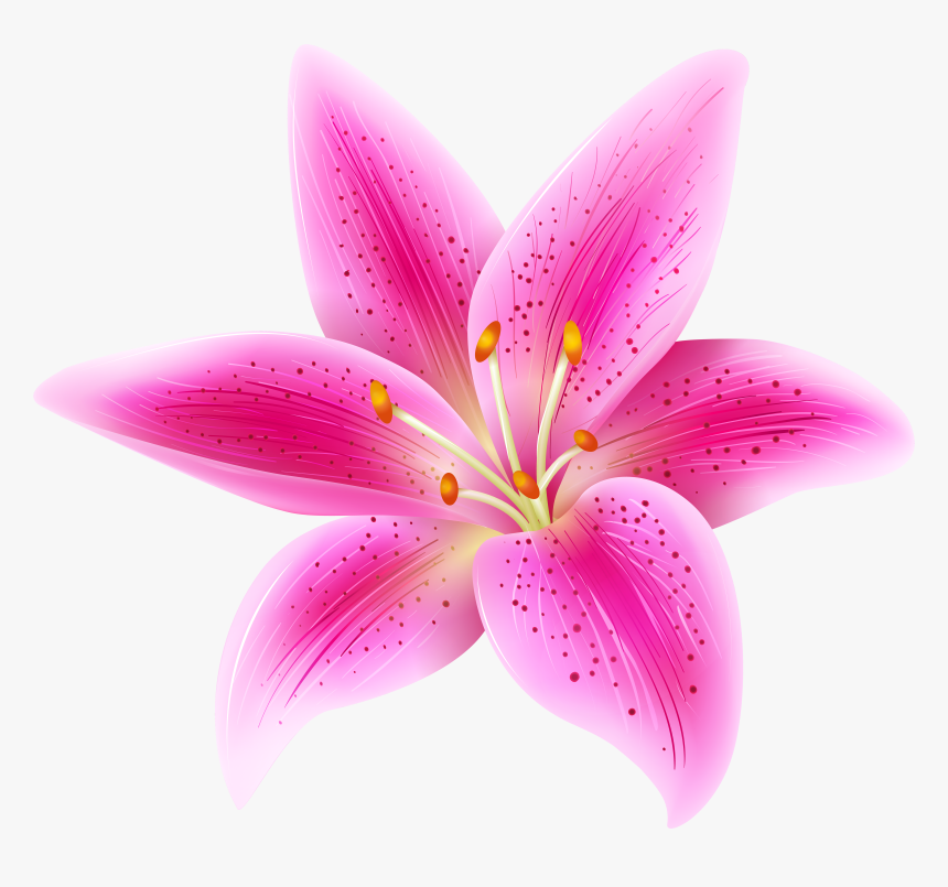 Pink Lily Flower Transparent Clip Art Image Gallery - Stargazer Flower Clip Art, HD Png Download, Free Download