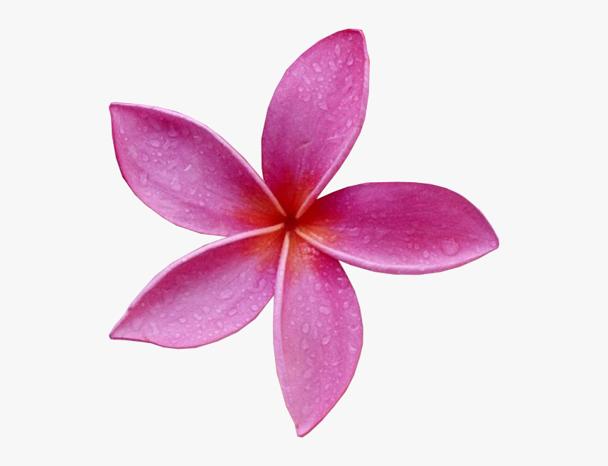 Frangipani, HD Png Download, Free Download