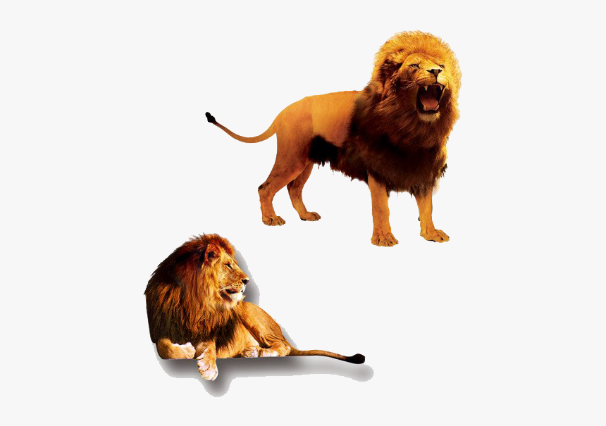 The Lion King Png Clipart - Lion And Lioness, Transparent Png, Free Download