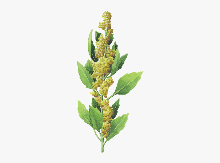 Kaffee Grafik - Quinoa Plant Transparent, HD Png Download, Free Download