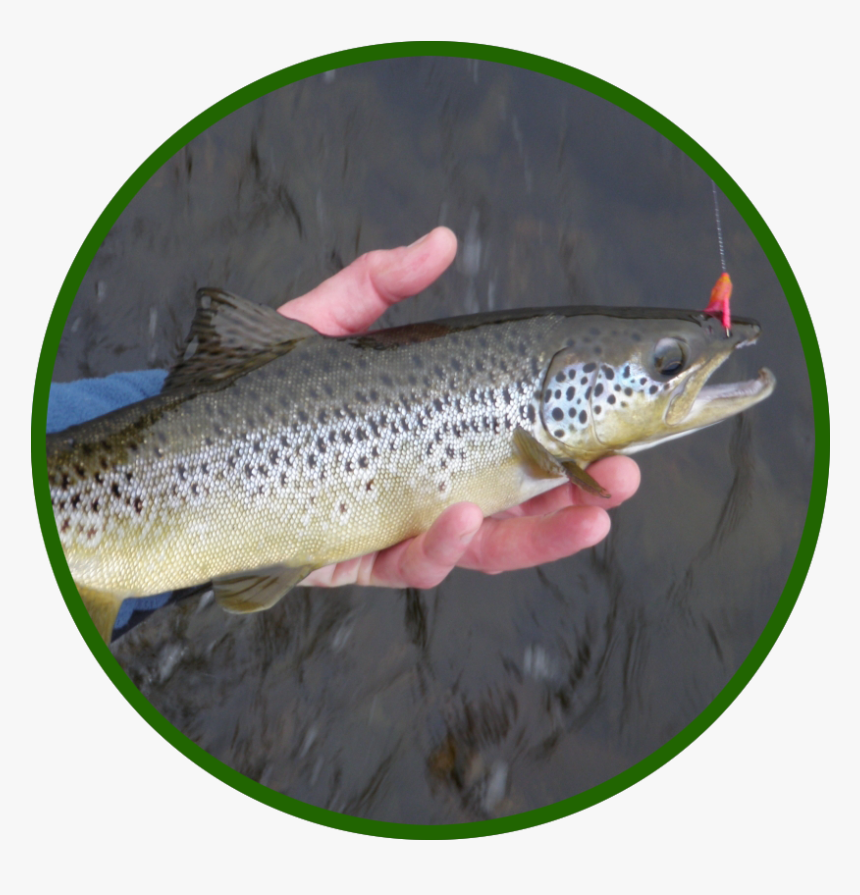 Kennebec River Salmon - Brown Trout, HD Png Download, Free Download