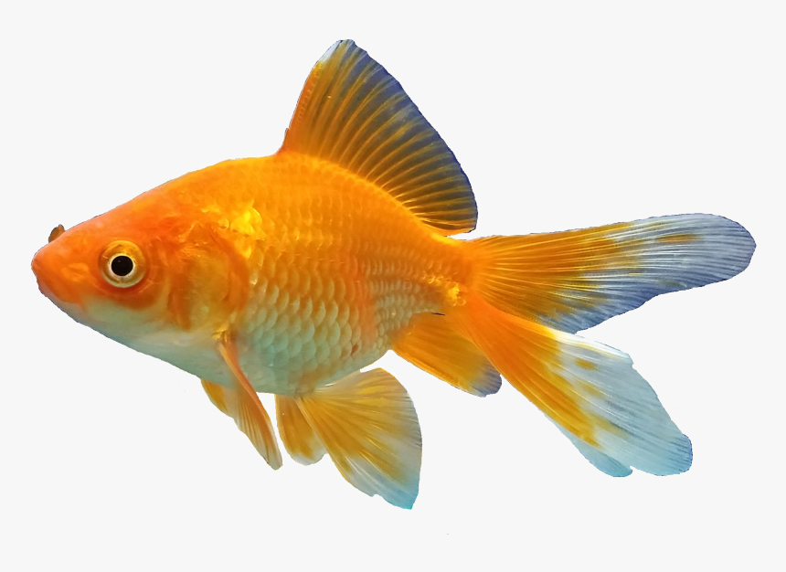 Goldfish Background Png - Transparent Background Gold Fish Png, Png Download, Free Download