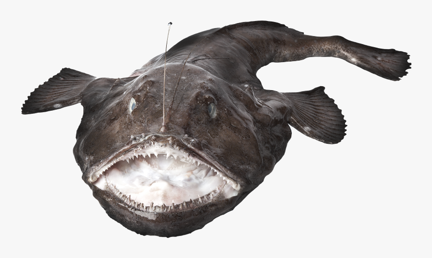 Monkfish - Squatina Squatina - Whole Monkfish, HD Png Download, Free Download