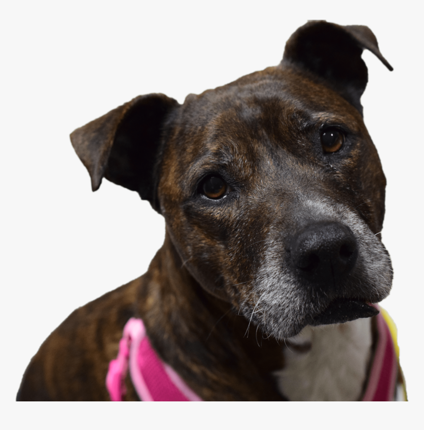Transparent Pet Collar Png - Treeing Tennessee Brindle, Png Download, Free Download