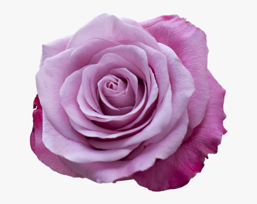 Clip Art Rosa Rosa - Boa Noite Com Rosa, HD Png Download, Free Download