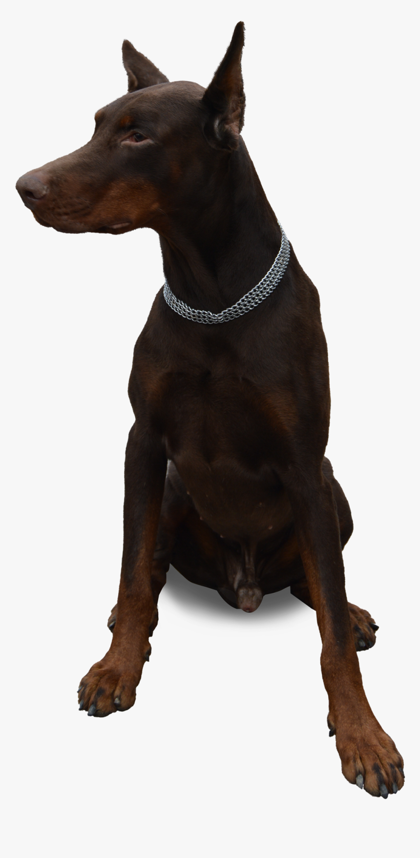 Dog Sitting Png Image - Dog Doberman Png, Transparent Png, Free Download