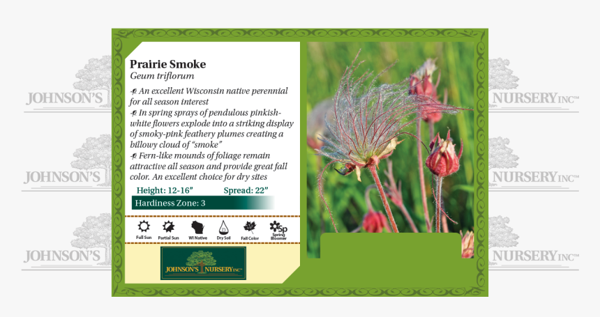 Prairie Smoke, Three-flowered Avens, Old Man"s Whiskers - Plant Stella D Oro Daylily, HD Png Download, Free Download