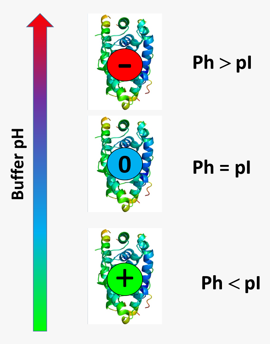 Protein Charge Is Function Of Buffer Ph - Protein Pi, HD Png Download, Free Download