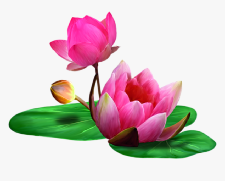 Lotus Clip Art - Transparent Background Lotus Png, Png Download, Free Download