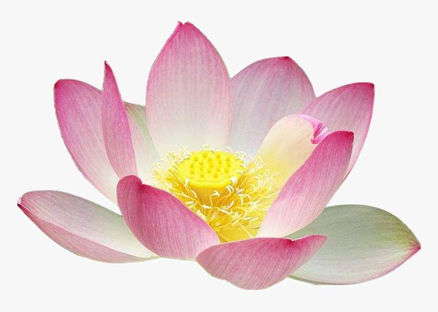 Lotus Flower Png Real, Transparent Png, Free Download