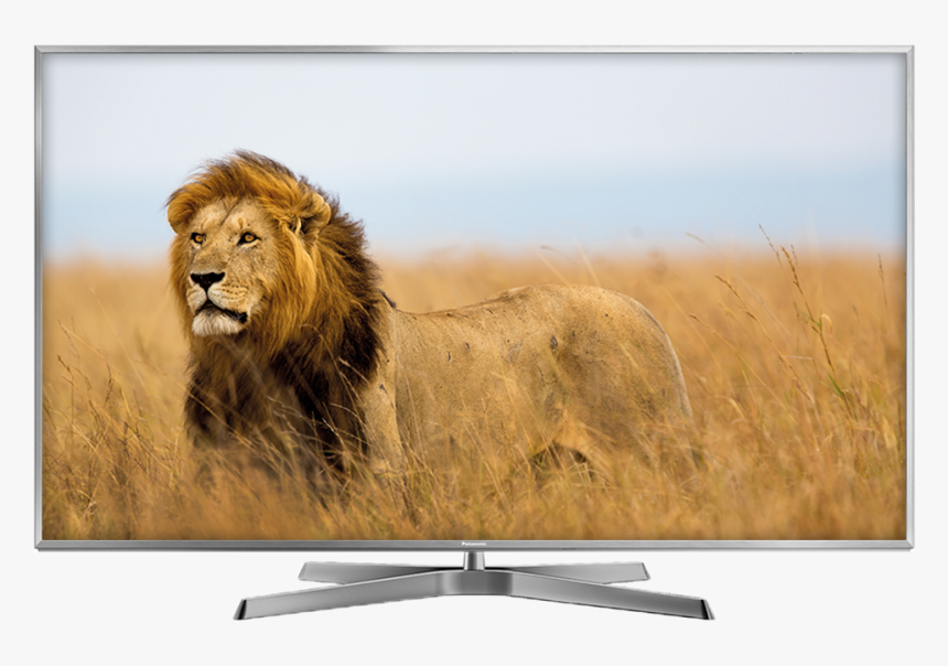 Pana Tv Ex750 - Wildlife Photography Lion, HD Png Download, Free Download
