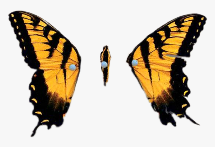 Brand New Eyes Butterfly - Paramore Brand New Eyes Album, HD Png Download, Free Download