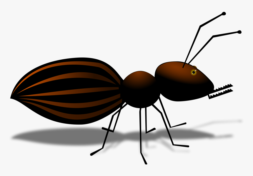All Photo Png Clipart - Ant, Transparent Png, Free Download