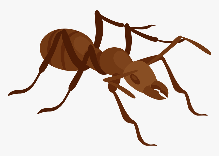 Ant Png Clip Art - Clip Art Ant Png, Transparent Png, Free Download