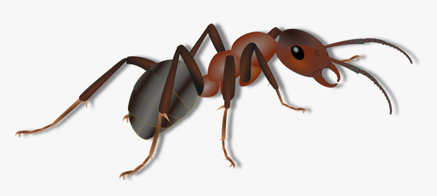 Carpenter Ants Control And - Ant For Kids, HD Png Download, Free Download