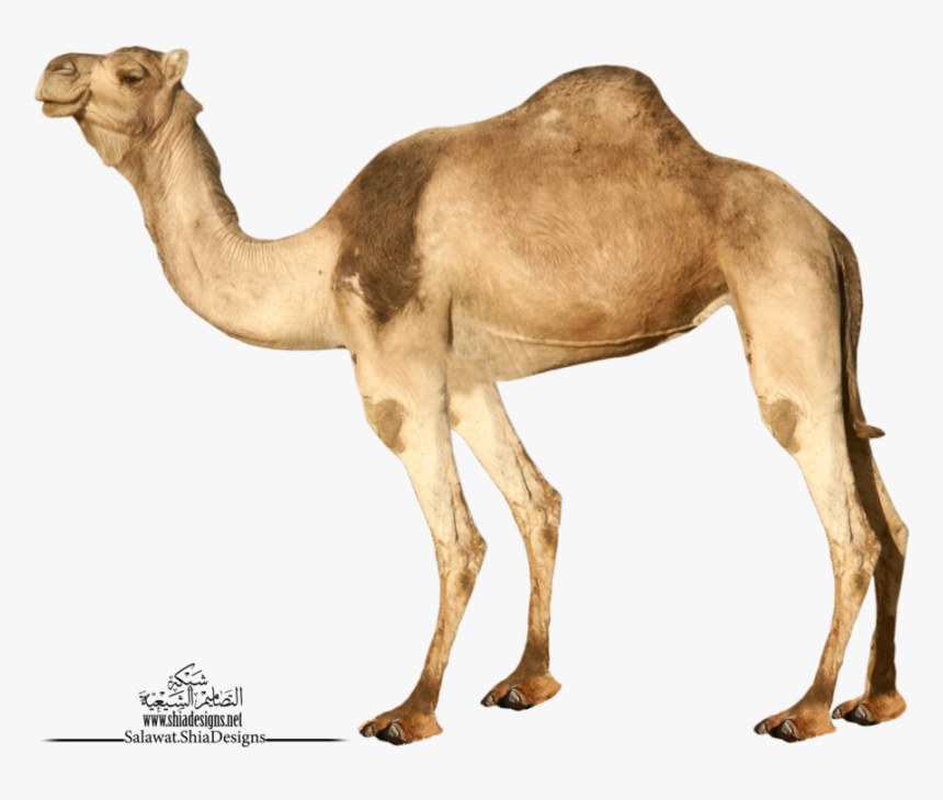 Transparent Background Camel Png, Png Download, Free Download