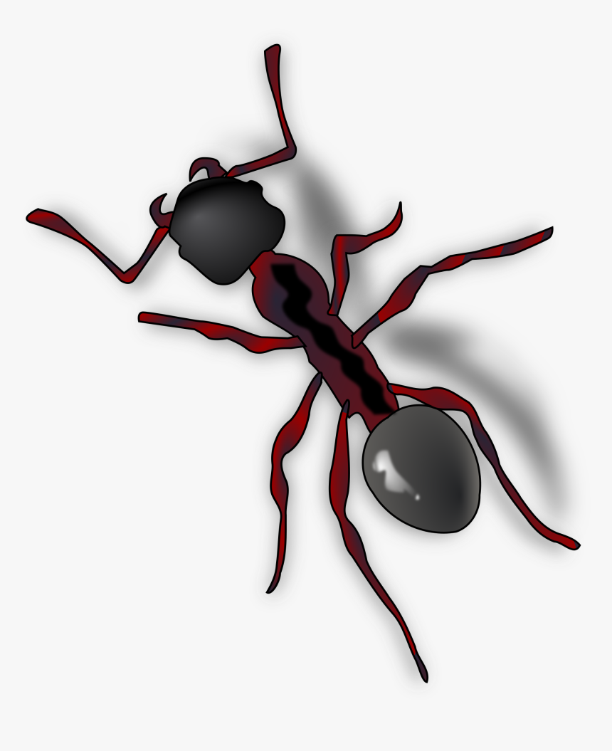 Ant Png - Ant Clip Art, Transparent Png, Free Download