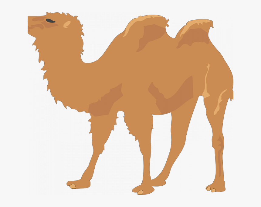Transparent Camel Face Clipart - Two Humped Camel Clipart, HD Png Download, Free Download