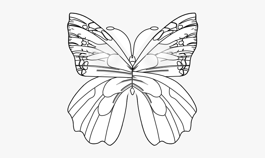 Flower Butterfly Black White Line Art 555px - Pieridae, HD Png Download, Free Download