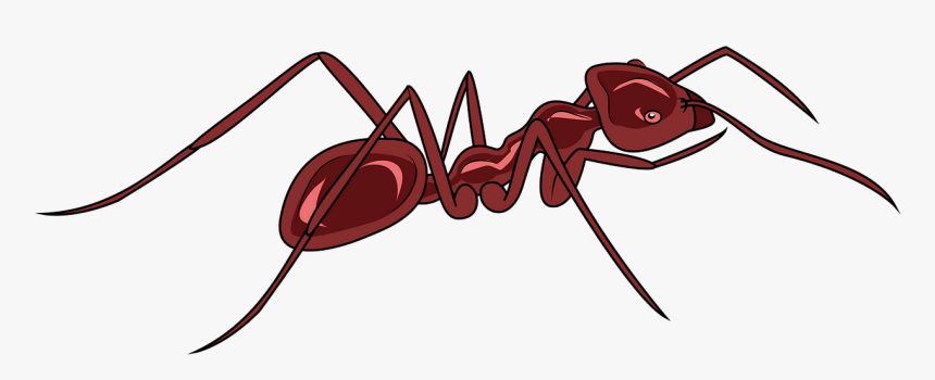 Carpenter Ant, HD Png Download, Free Download