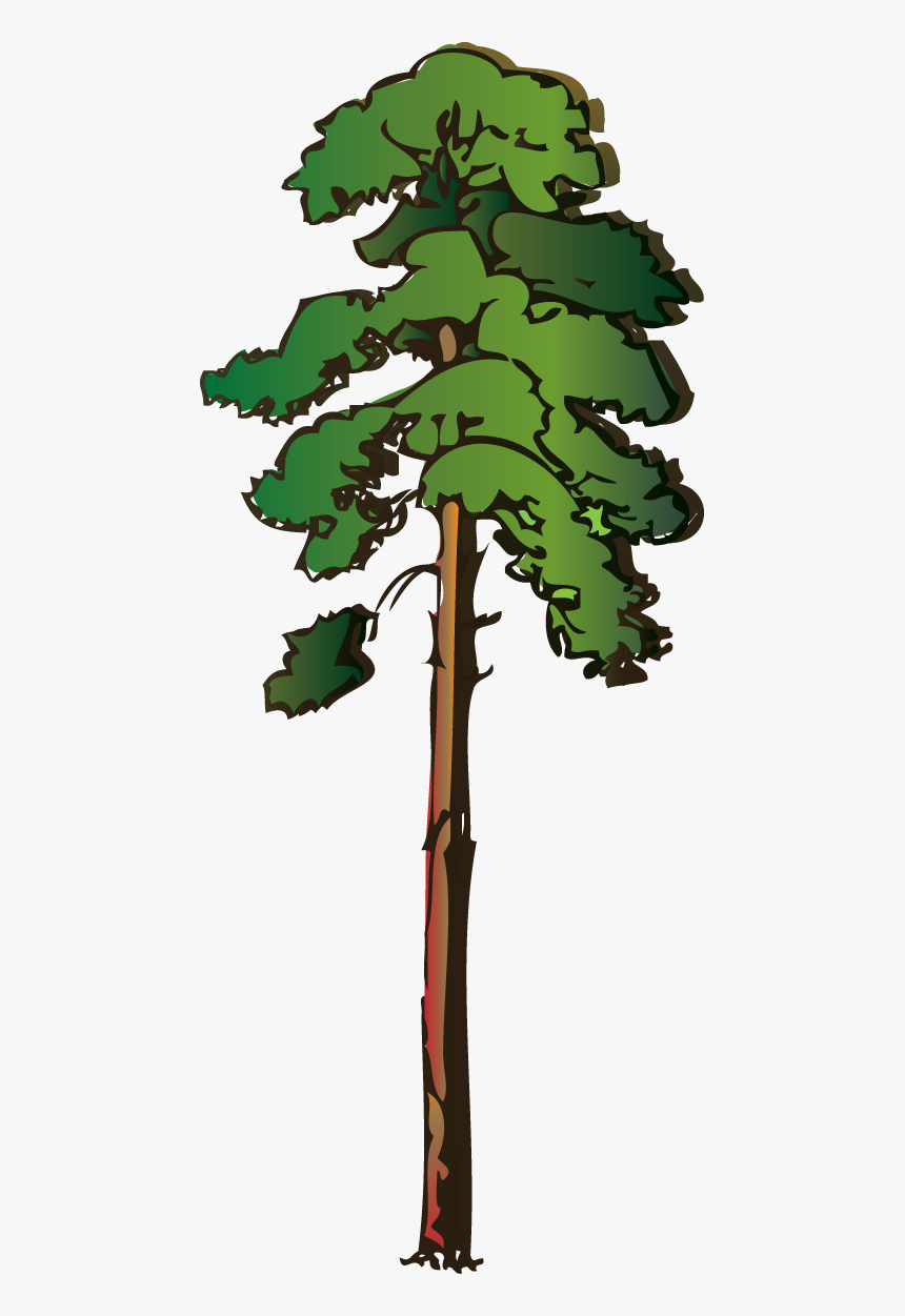 Pine - Clipart - Redwood Tree Clipart, HD Png Download, Free Download