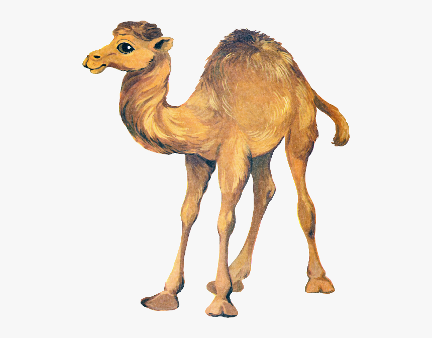 Cute Camel Clipart Funny Pictures - Funny Camel Png, Transparent Png, Free Download