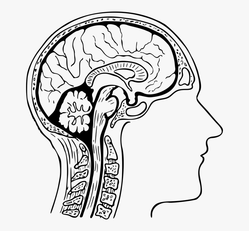 Anatomy, Brain, Cross-section, Head, Msc Pro - Readworks Memories Good And Bad Answers Key, HD Png Download, Free Download