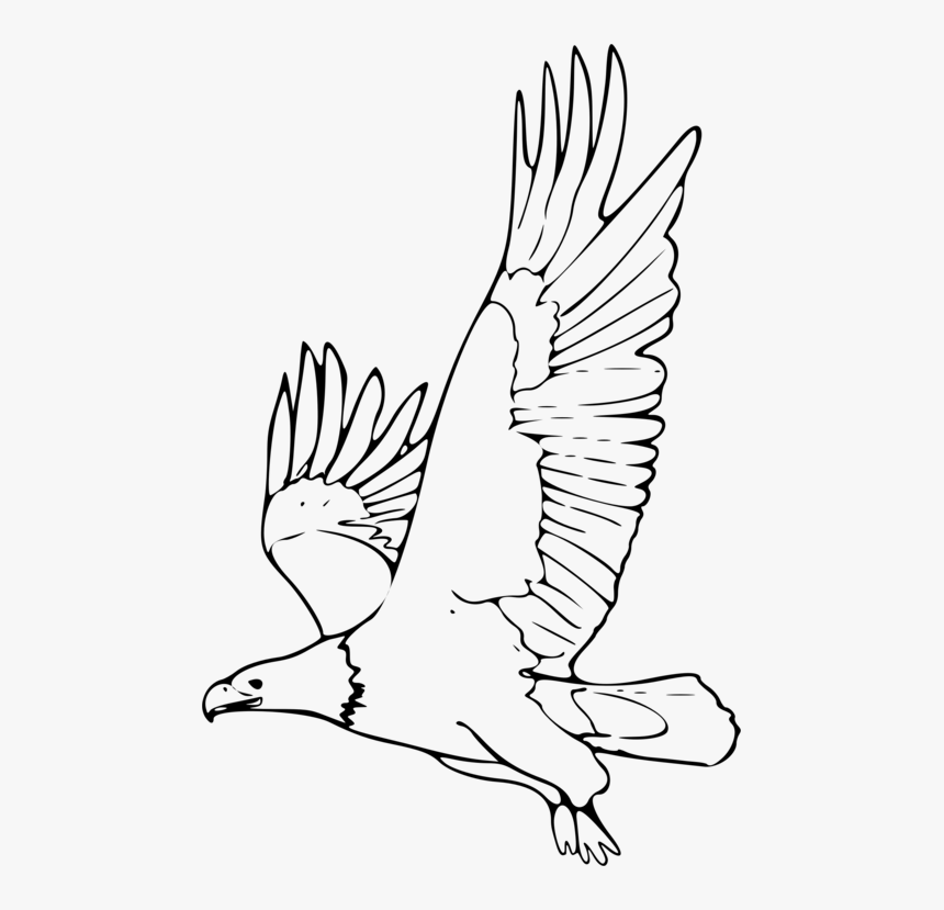 Eagle Outline Png - Eagle Clipart Outline, Transparent Png, Free Download