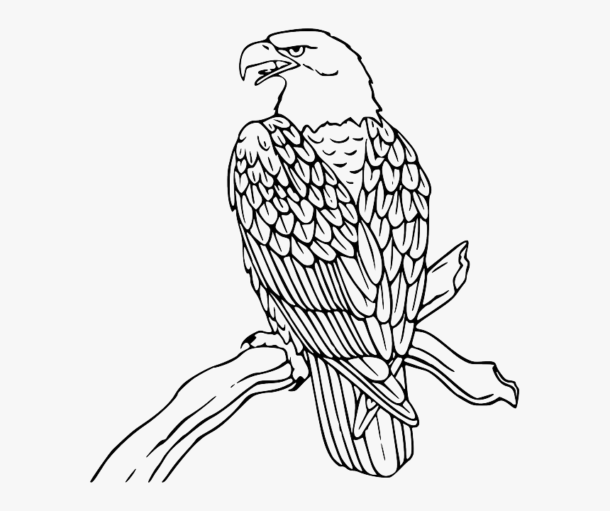 Bald Eagle Philippine Eagle Clip Art - Eagle Coloring Pages, HD Png