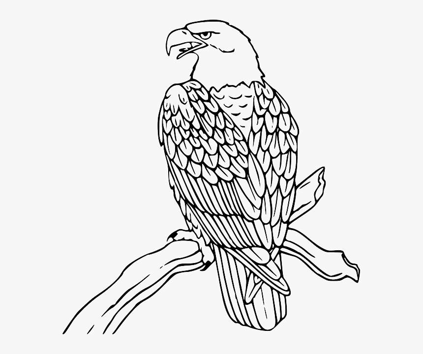 Bald Eagle Philippine Eagle Clip Art - Eagle Coloring Pages, HD Png Download, Free Download