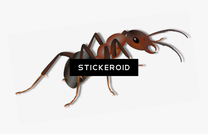 Ant Ants Clipart , Png Download - Ant, Transparent Png, Free Download