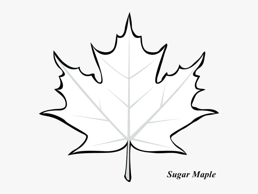 Leaf Outline Maple Drawing Gallery Transparent Png - Simple Maple Leaf Drawing, Png Download, Free Download