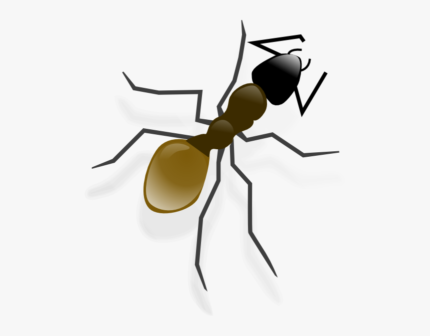 Ant Bw Clip Art, HD Png Download, Free Download