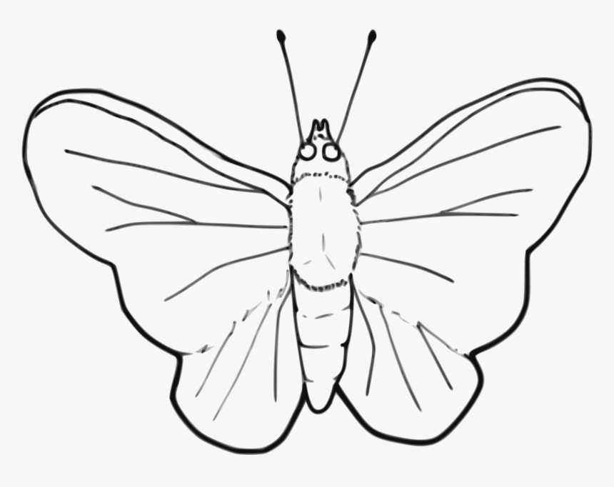 Stroke Drawing Butterfly - Insect Black And White Clipart, HD Png Download, Free Download