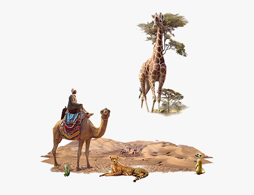 Animales Desierto Png, Transparent Png, Free Download