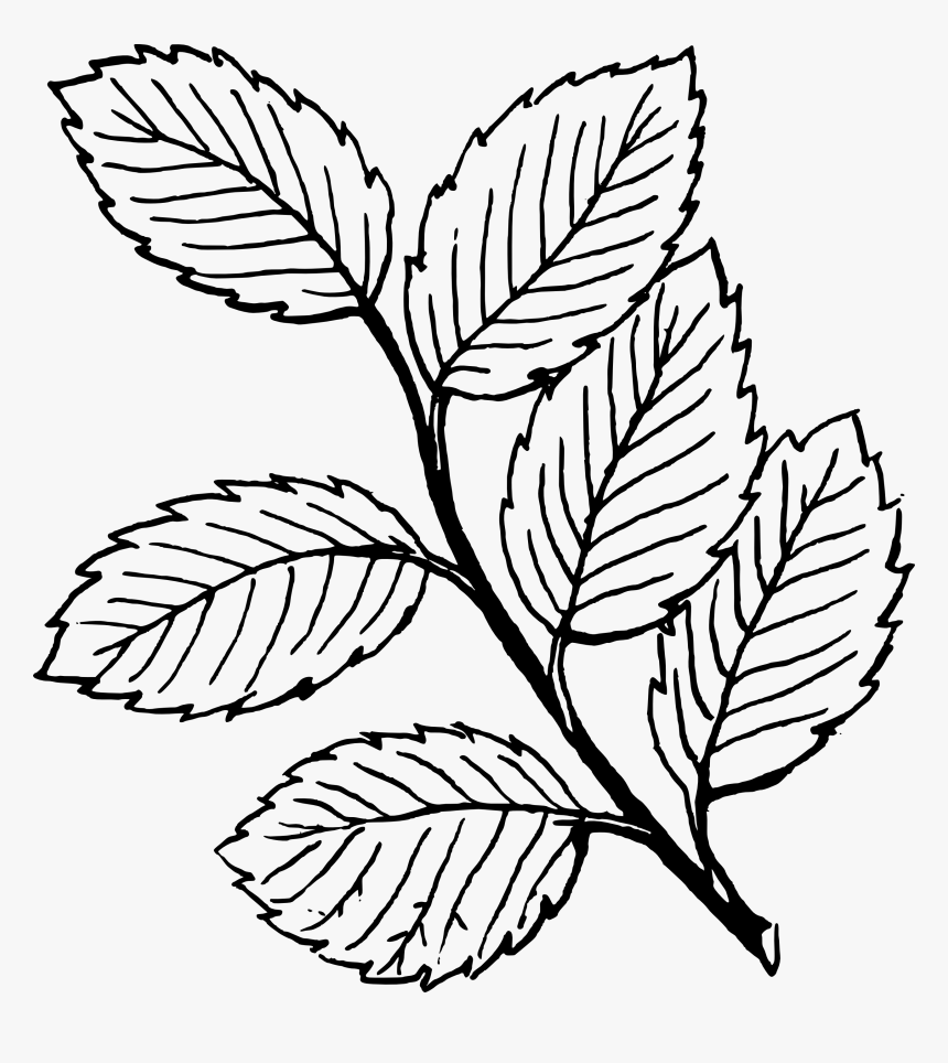 Leaves Black And White Fall Leaf Clipart Black And - Leaves Clipart Black And White, HD Png Download, Free Download